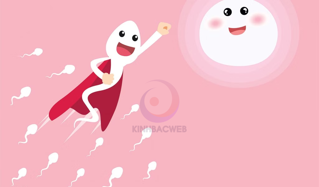 Tinh trùng sản xuất từ đâu và mất bao lâu để tái tạo?