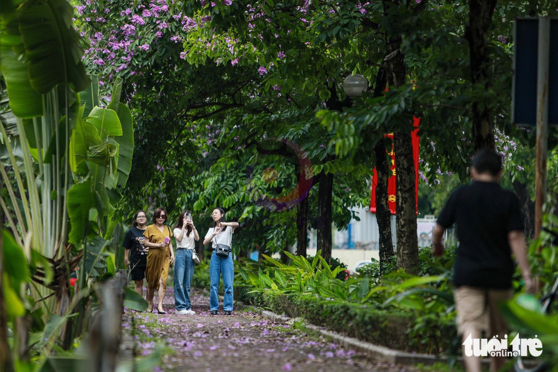 Những ngày này, người dân thủ đô thường đến những con đường, góc phố lãng mạn sắc hoa bằng lăng để chụp ảnh kỷ niệm - Ảnh: DANH KHANG