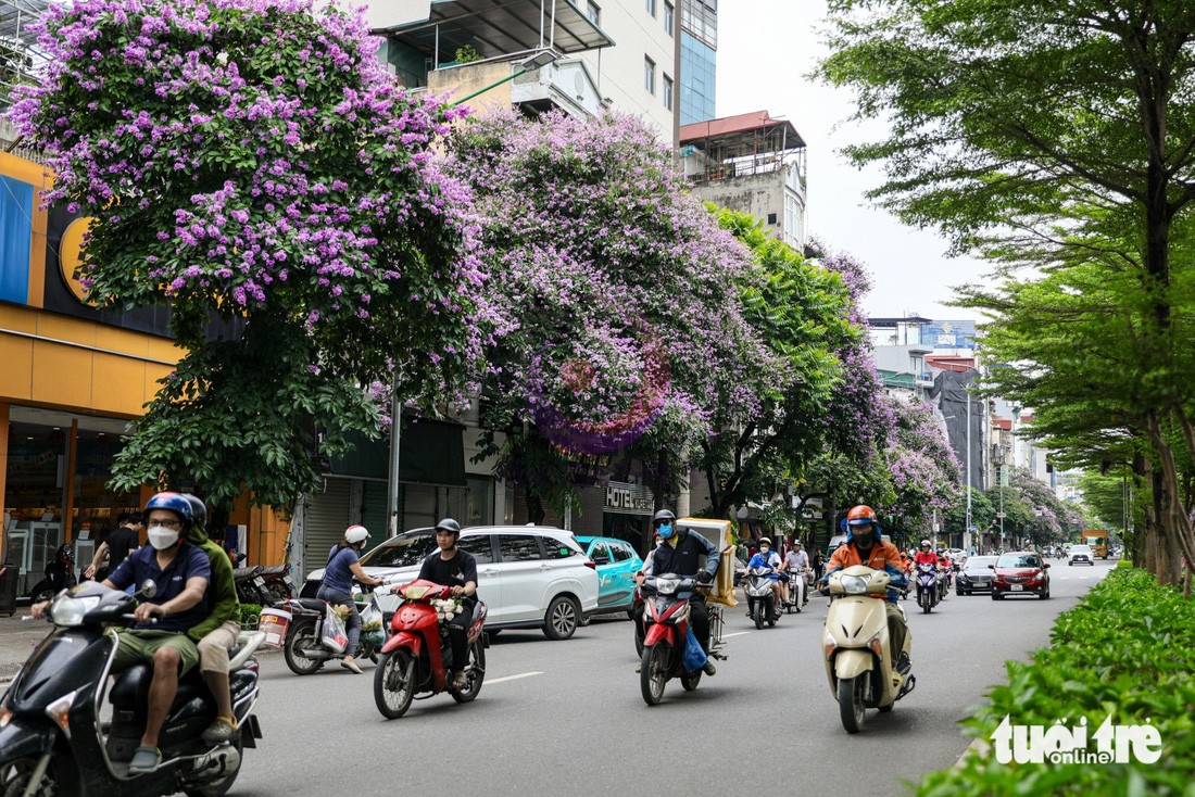 Sự có mặt của hoa bằng lăng trên các con đường, góc phố khiến Hà Nội trở nên nhẹ nhàng, thơ mộng - Ảnh: DANH KHANG