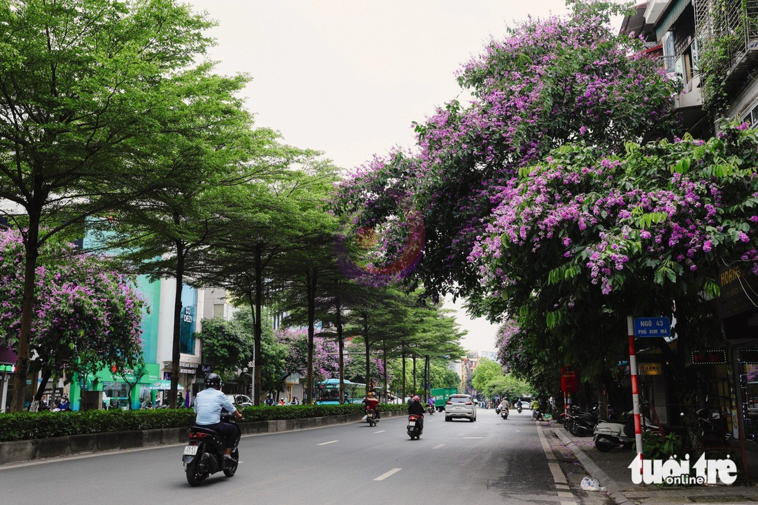 Hoa bằng lăng trên đường Kim Mã - Ảnh: DANH KHANG