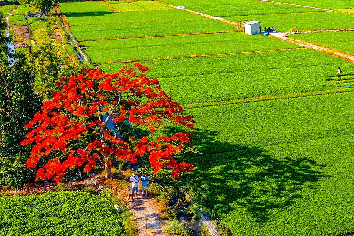 'Sốt xình xịch' với cây phượng cô đơn giữa ruộng rau muống ở TPHCM ảnh 1