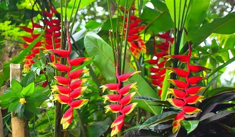 Ý nghĩa, công dụng của cây chuối pháo