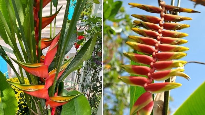 Hình ảnh đẹp về cây chuối pháo