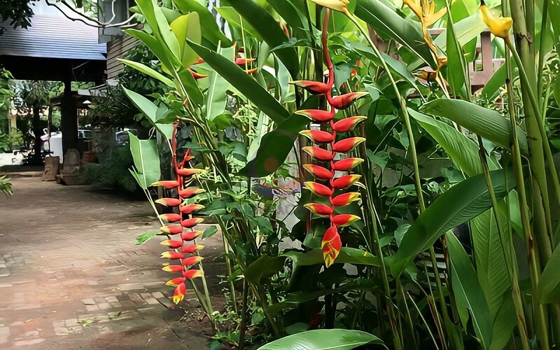 Cách trồng cây chuối pháo