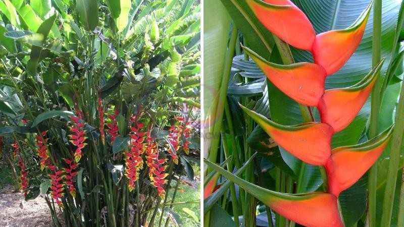 Hình ảnh đẹp về cây chuối pháo