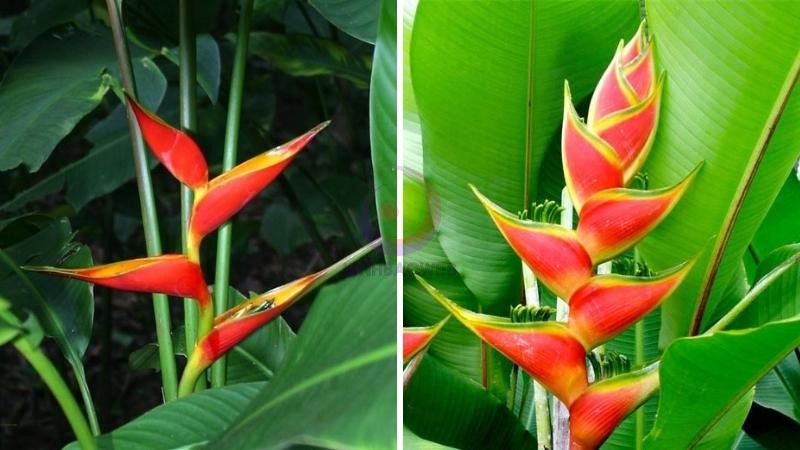 Hình ảnh đẹp về cây chuối pháo