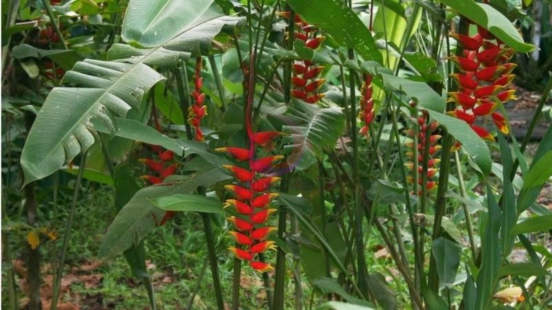 Hình ảnh đẹp về cây chuối pháo