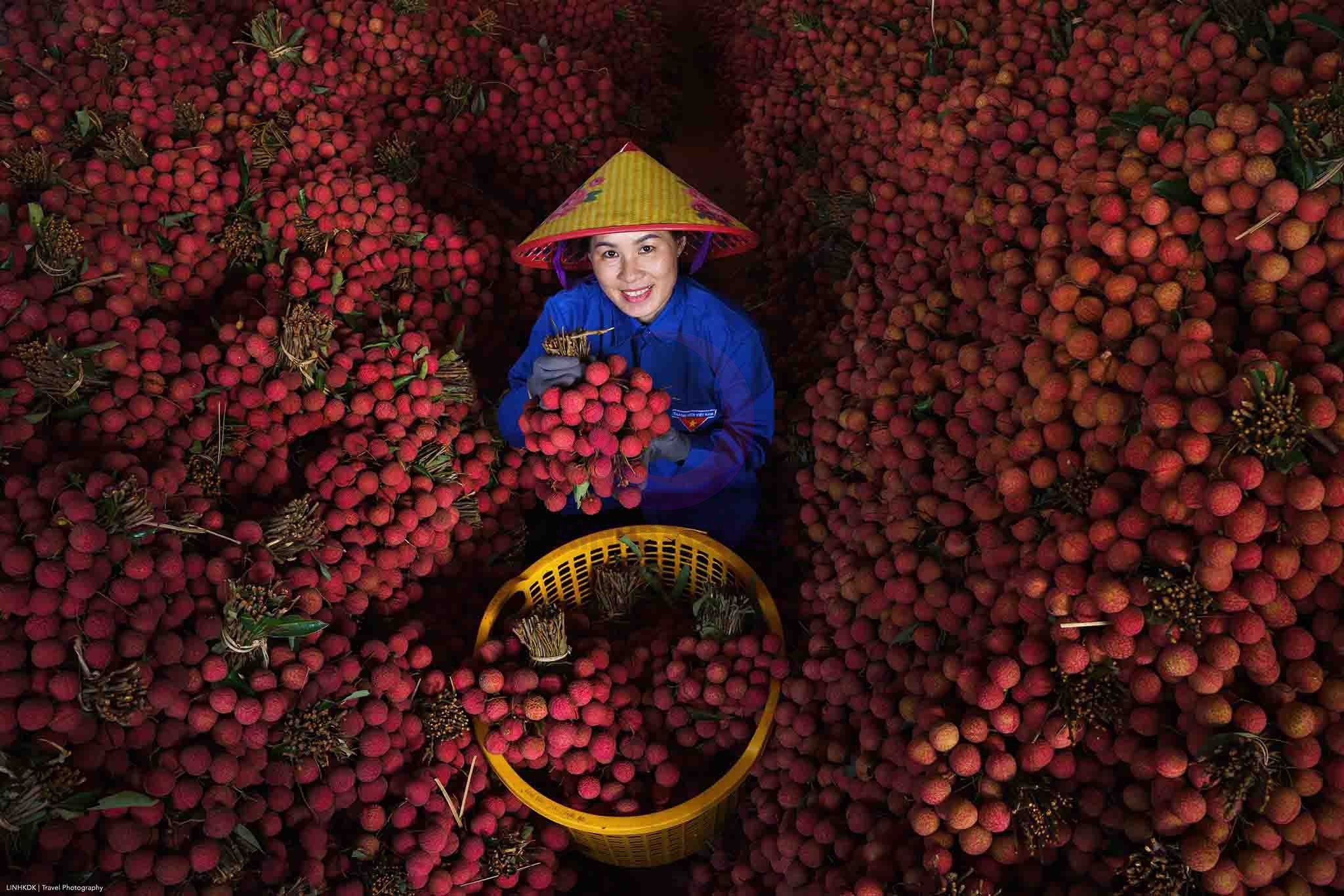 Mùa vải thiều Lục Ngạn (Bắc Ninh). Ảnh: Trần Linh