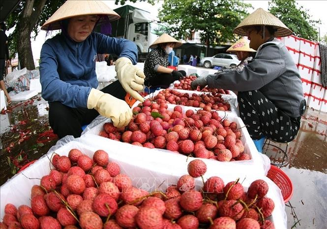 Vụ vải thiều Lục Ngạn 2025 bội thu, xuất khẩu vượt kỳ vọng